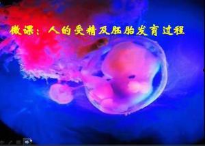 人受精视频,高清视频捕捉生命起源的奇迹