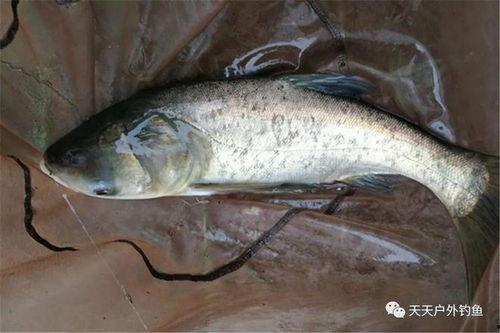 杀鲢鱼视频,现场画面令人惊叹