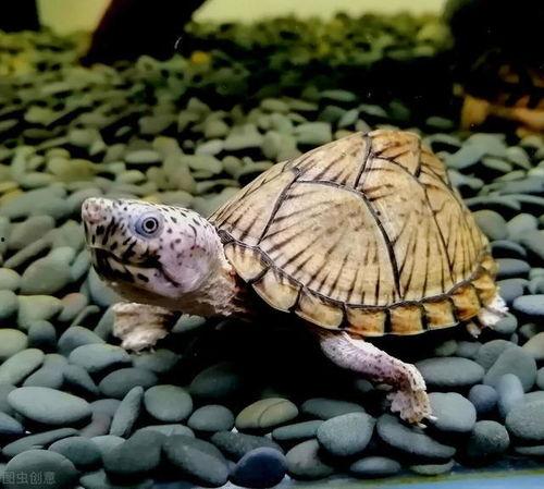 剃刀龟视频,揭秘古老生物的生存智慧与进化奇迹