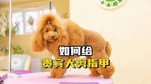 贵宾犬修剪教程视频,打造时尚造型，轻松掌握技巧