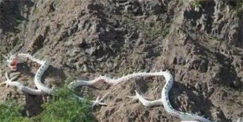 世界上有没有龙视频,世界之龙，真实存在还是虚构幻想？