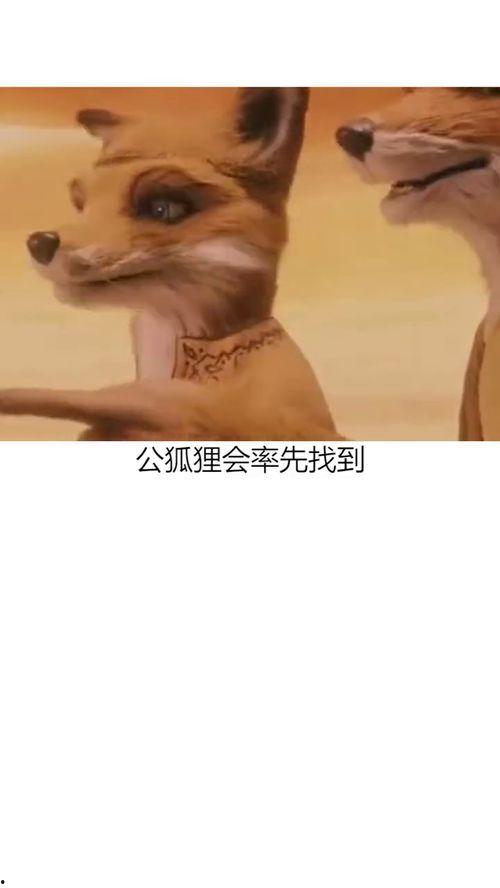 真狐狸视频,探寻神秘生物的真相与奥秘