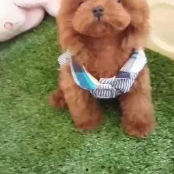 泰迪日猫视频,温馨互动瞬间回顾