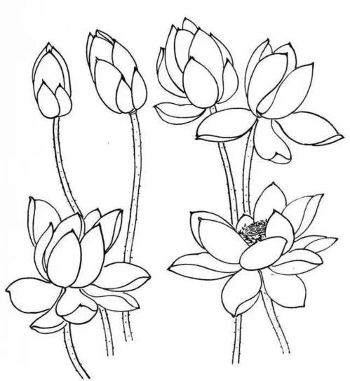 荷花怎么画视频,从零开始，轻松掌握荷花绘制技巧