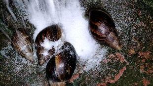 蜗牛撒盐视频,一场趣味横生的自然奇观