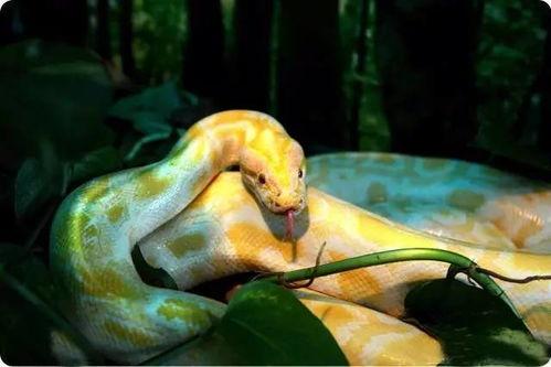 黄金蟒蛇视频,神秘生物的惊心动魄之旅