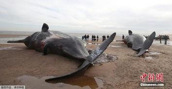 蓝死亡鲸游戏视频