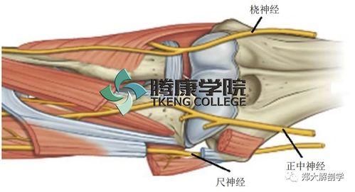 解剖学视频,探索生命奥秘的视觉之旅